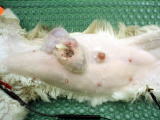 猫の乳腺癌の症例
