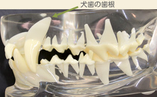 犬歯の歯根