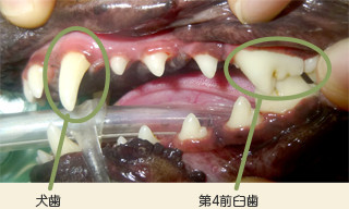 犬歯、第4前臼歯